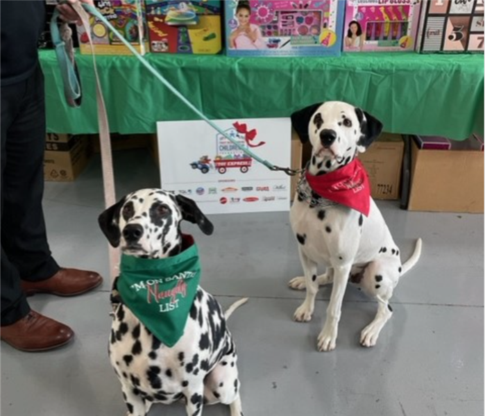 Two Dalmatians posing in front of toys. 