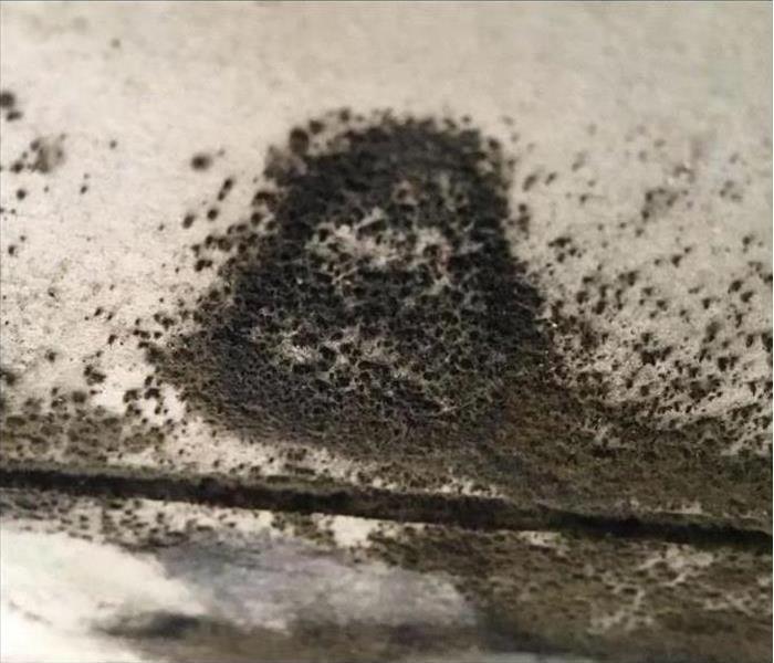 Close - up of black mold