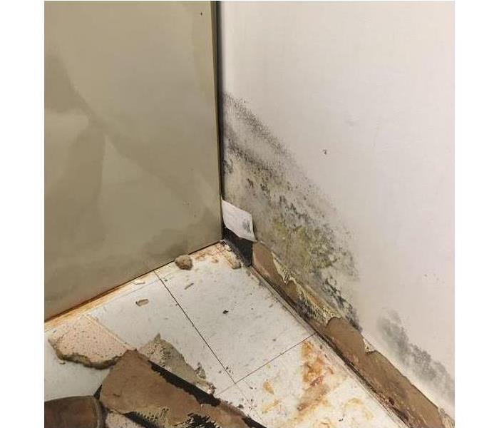 Wall damaged by mold growth