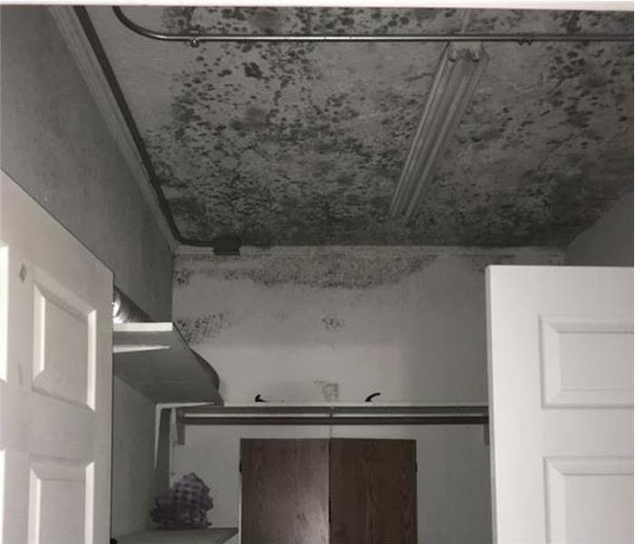 Ceiling of a home contaminated by mold. Mold growth in a home